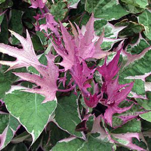 Sweet Potatoes Ipomoea 'Tri-Color'