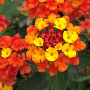 Lantana Camera 'Fireworks'