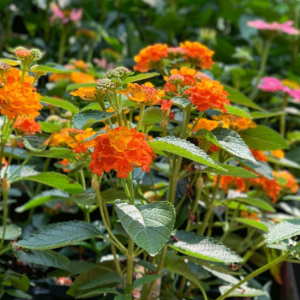 Lantana Camera 'Bright Orange'