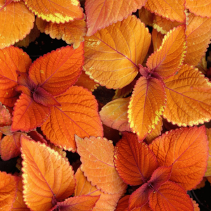 Coleus 'Rustic Orange'