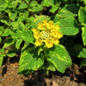 Lantana Camera 'Samantha'