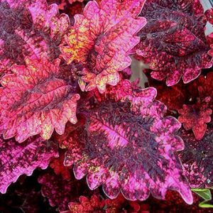 Coleus 'FloridaSun Rose'