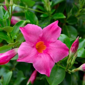Mandevilla Fury 'Pink Fury'