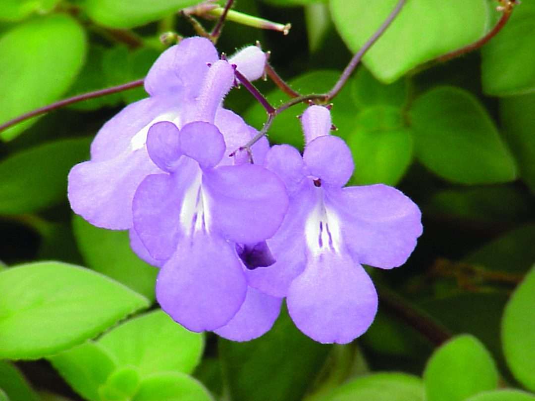 Streptocarpella 'Concord Blue' - Robrick Nursery
