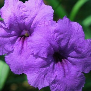 Ruellia 'Purple Showers'