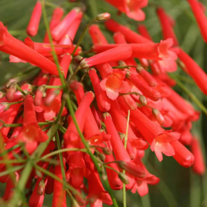 Russelia Firecracker 'Red'