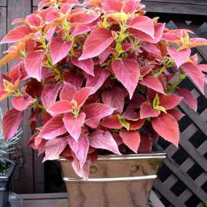 Coleus 'Alabama Sunset'