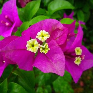 Bougainvillea 'Elizabeth Angus'