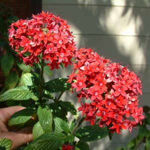Pentas Lanceolata 'Pink profusion'