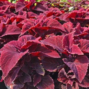 Coleus 'Ox Blood'