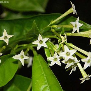Cestrum Nocturnum 'Night Blooming Jasmine'