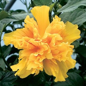 Hibiscus rosa-sinensis 'Double Yellow'