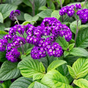 Heliotropium 'Fragrant Delight Purple'