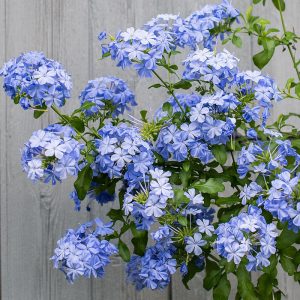 Plumbago Auriculata 'Imperial  Blue'