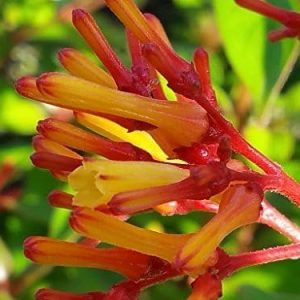 Hamelia Patens 'Firefly'