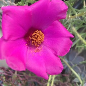 Portulaca 'Samba Pink'
