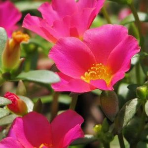 Portulaca 'Pink Glow'