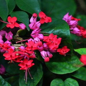 Clerodendrum Thompsonii 'Bleeding Heart Red'