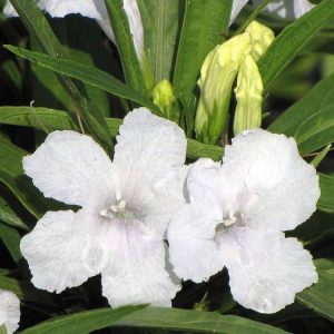 Ruellia 'Katie's Dwarf White'