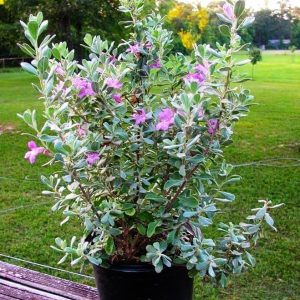 Leucophyllum 'Dwarf TX Sage' or 'Silverleaf Dwarf'