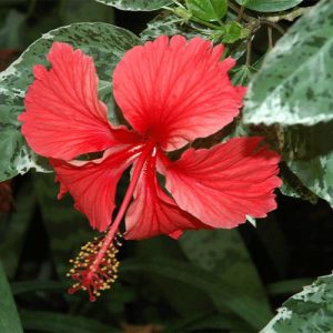 Hibiscus rosa-sinensis 'Snow Queen'
