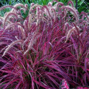 Pennisetum 'Red Fountain Grass'