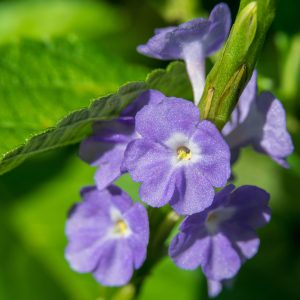 Stachytarpheta 'Blue Porterweed'