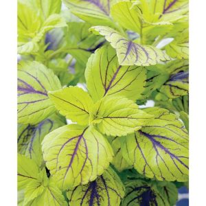 Coleus 'Gay’s Delight’