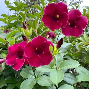Allamanda 'Lil Red'
