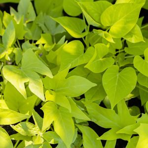 Sweet Potatoes Ipomoea 'Compact Margie'