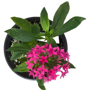 Pentas Lanceolata 'Jessica'