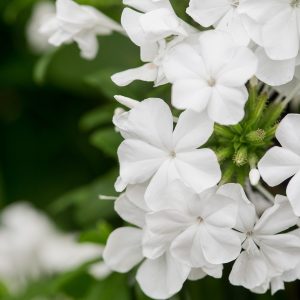 Plumbago Auriculata 'White'