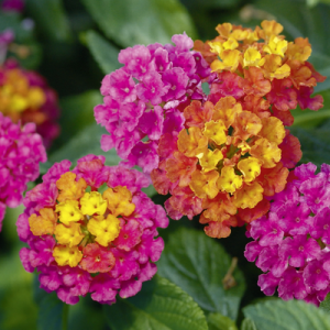 Lantana 'Athens Rose'