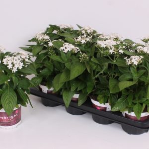 Pentas Lanceolata 'White'