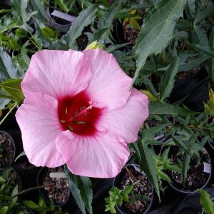 Hibiscus Moscheutos 'Lady Baltimore'