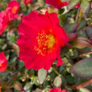 Portulaca 'Red Flare'