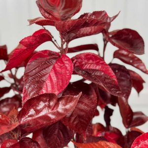 Acalypha 'Louisiana Red'