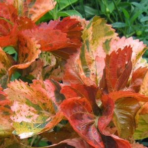 Acalypha 'Peach Swirl'