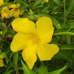 Allamanda 'Brown Bud'