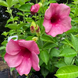 Allamanda 'Cherries Jubilee'