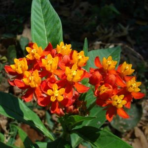 Asclepias Curassavic 'Milkweed Orange'