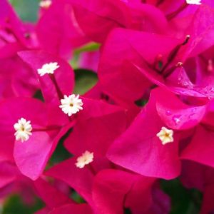 Bougainvillea 'Barbara Karst'