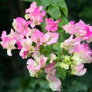 Bougainvillea 'Thai Delight'