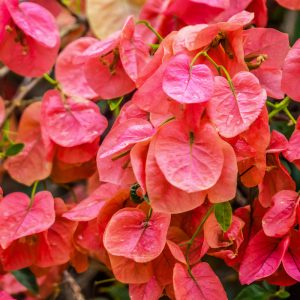 Bougainvillea 'Sundown'