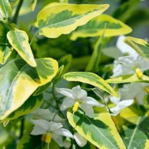 Solanum Jasminoides 'Variegated Potato Vine'