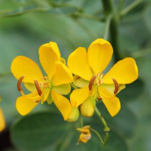 Cassia 'Bicapsularis'