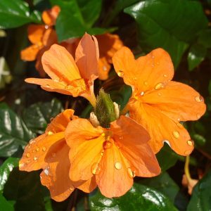 Crossandra 'Mona Wallhead'