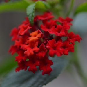 Lantana Camera 'Frans Red'