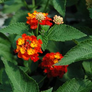 Lantana Camera 'Carlos'