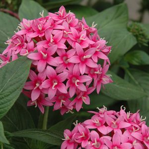 Pentas Lanceolata 'Starburst'